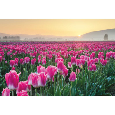 Tulipes de Skagit Valley I