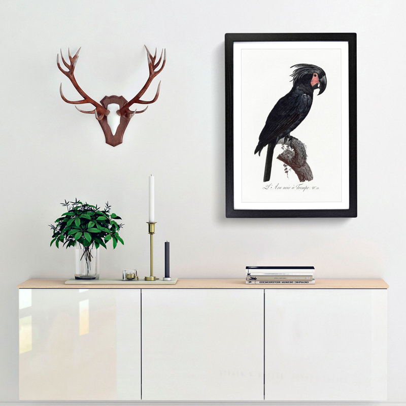 Palm Cockatoo by F. Levaillant - Framed Print, 36cm H x 27cm W x 2cm D, Black Framed