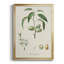 Antique Ammond Botanical I, reproduction d'art encadrée-88436219-88436218