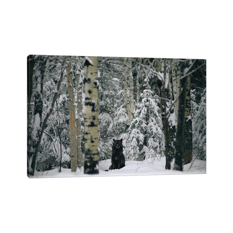 Captive Gray Wolf At The International Wolf Center In Ely, Mn by Joel Sartore - No Frame Gallery-Wrapped Canvas Giclée on Canvas