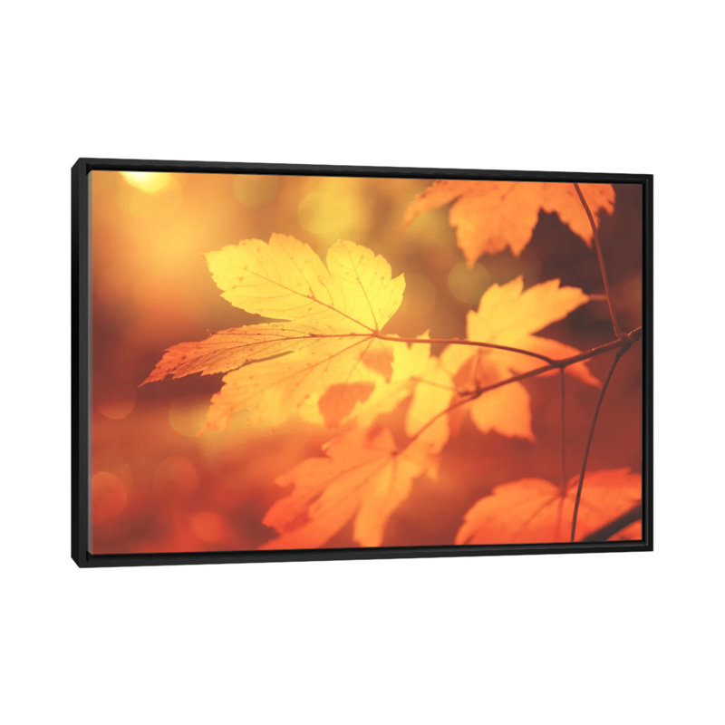 Autumn Leaves Have Arrived by Philippe Sainte-Laudy - Print on Canvas, 101.6 cm H x 66.04 cm W, Black Framed