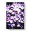 Lilac Hydrangeas - Wrapped Canvas Painting-55365428