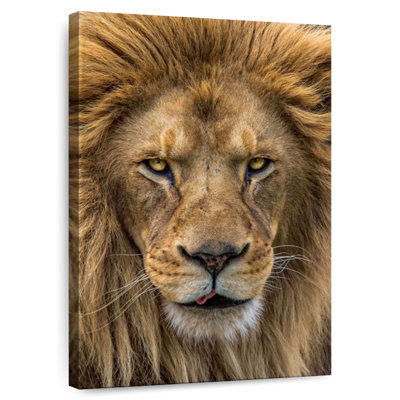 Brampt Handsome Lion Head