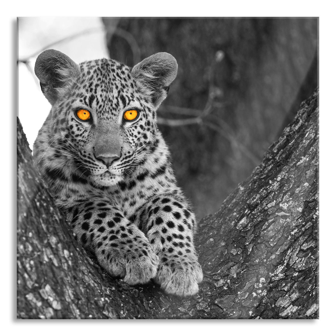 Glasbild Leopardenjunges im Baum