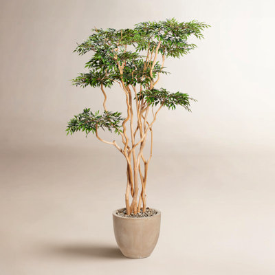 84" Ruscus Tree in Planter