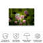 Tulipes bolognaises sur toile-98095104