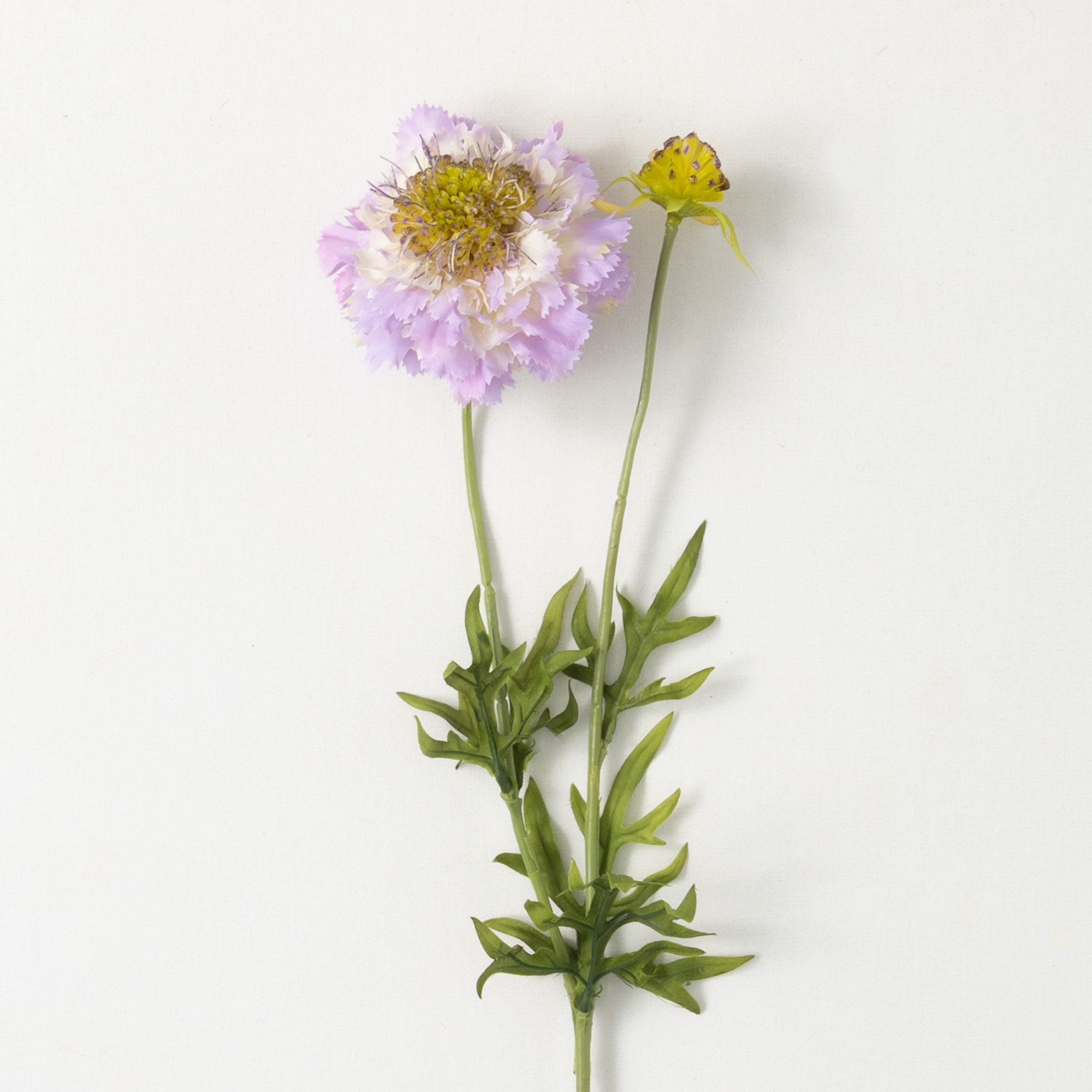 Vibrant Bloom Scabiosa Sprays, Purple