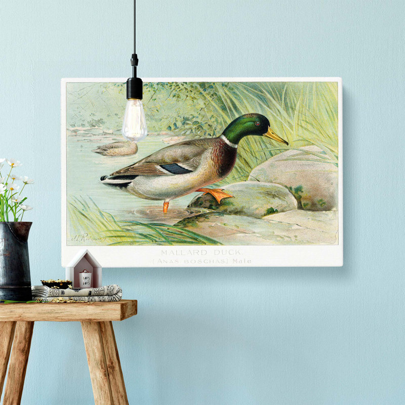 Mallard Duck by J.L. Ridgway - Wrapped Canvas Painting, 35cm H x 50cm W x 3cm D