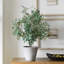 Uttermost Marisol olivier en pot