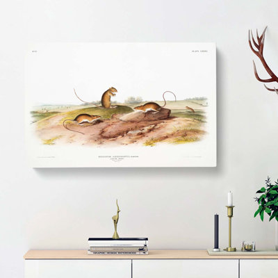 Jumping Mice by J.W. Audubon - Wrapped Canvas