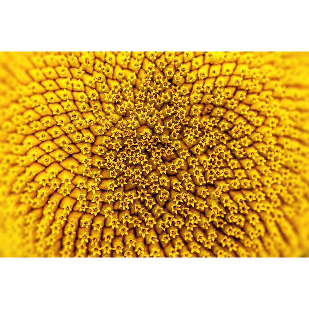 Sonnenblume Close Up von Graphixel - Leinwandbild