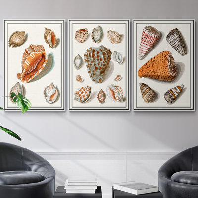 " Collected Shells VII " 3 - Pieces