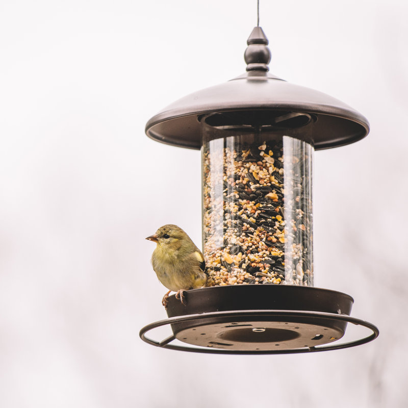 Mangeoire d'oiseaux suspendue en métal Sydonna