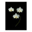 Pressed Botanical Giclees On Black Set by Sandy Whitaker-214565509-214565507