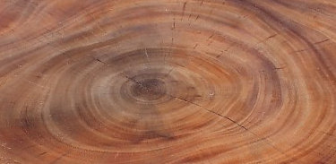 Solid Wood Coffee Table
