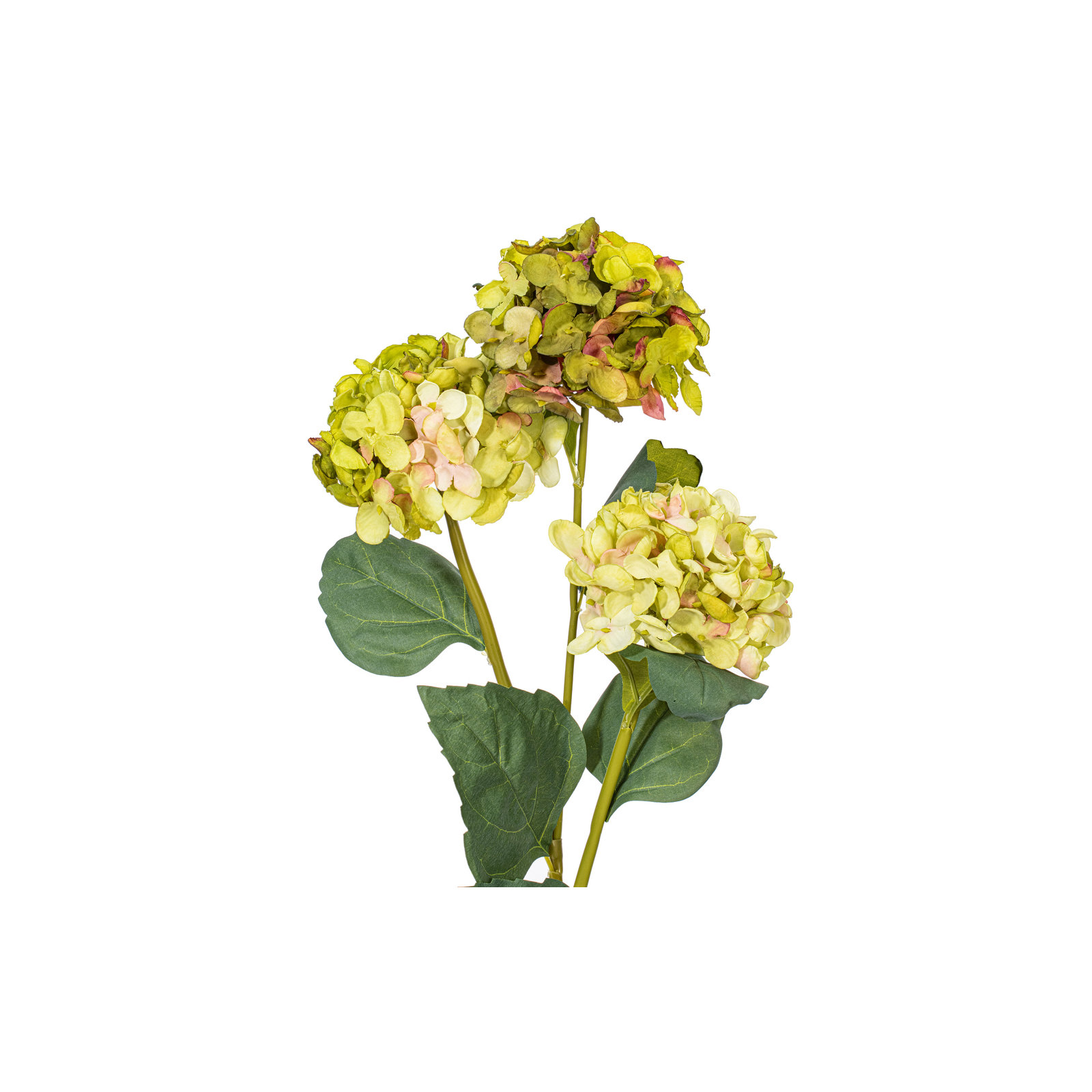 Hydrangea Stem, Green
