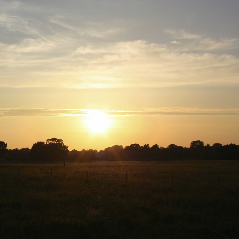 " Sunset Field I " by Lillian Bell, 20" H x 20" W x 1.25" D