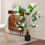47 plantes