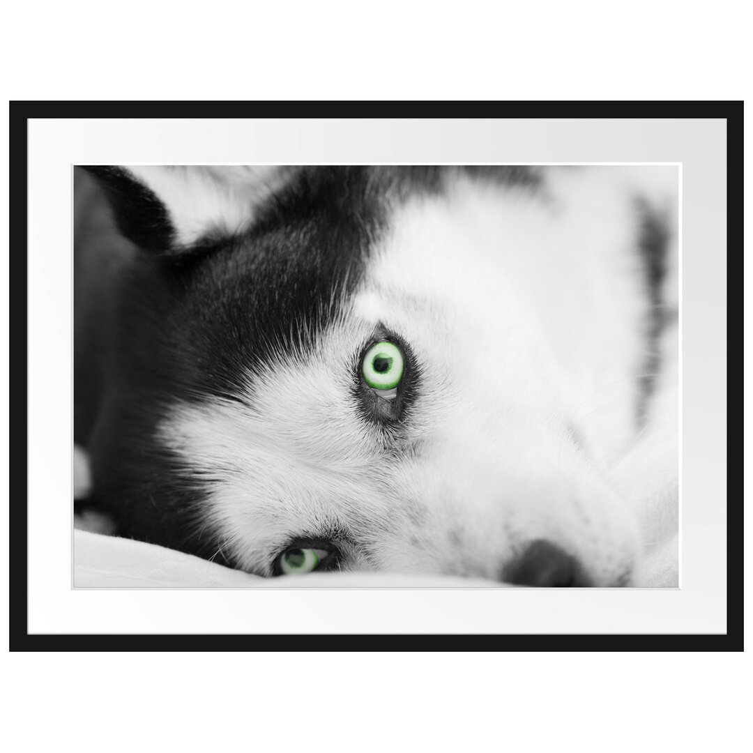 Gerahmtes Poster Husky im Bett mit Augen