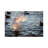 Iceland, Reykjavik, Tjornin. Backlit Whooper Swan With Wings Spread. by - Wrapped Canvas-621000878
