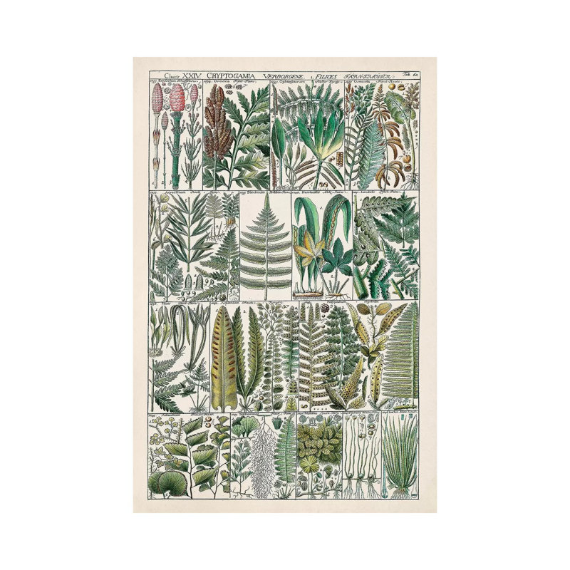 Fern Chart by Vision Studio - Wrapped Canvas Print, 20.32 cm H x 30.48 cm W