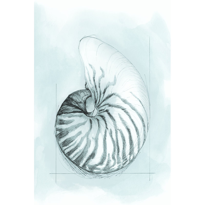 Coastal Shell Schematic II by Megan Meagher - Wrapped Canvas Art Prints, 30cm H x 20cm W x 3.8cm D