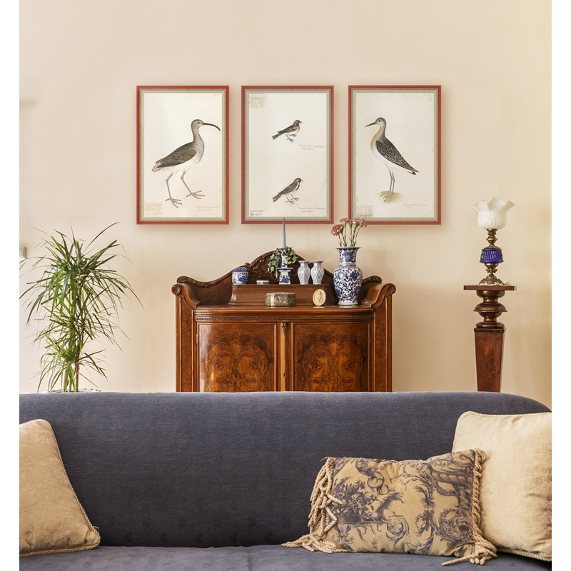 Peinture d'oiseaux du 18e siècle Re-Strikes VIII - Cadre simple