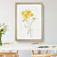 Psilostrophe Sparsiflora by Mary Vaux Walcott - Framed Print-62758893-62758892