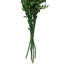 Faux Ruscus Plant