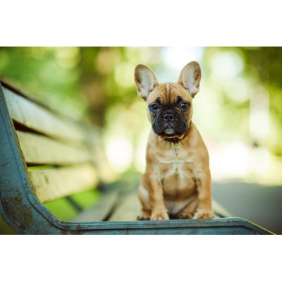 French Bulldog by Druvo