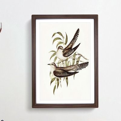 Unadorned Cuckoos by Elizabeth Gould - Picture Frame Painting Print
