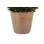 12" Artificial Boxwood Plant in Round Pot-553209786