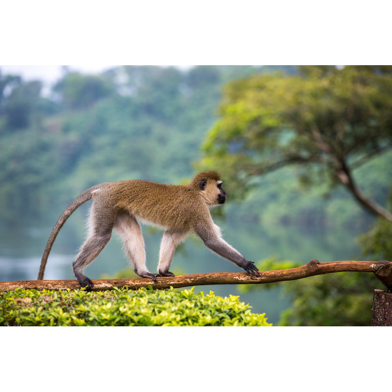 Vervet Monkey by Emretopdemir - Wrapped Canvas Print, 51cm H x 76cm W