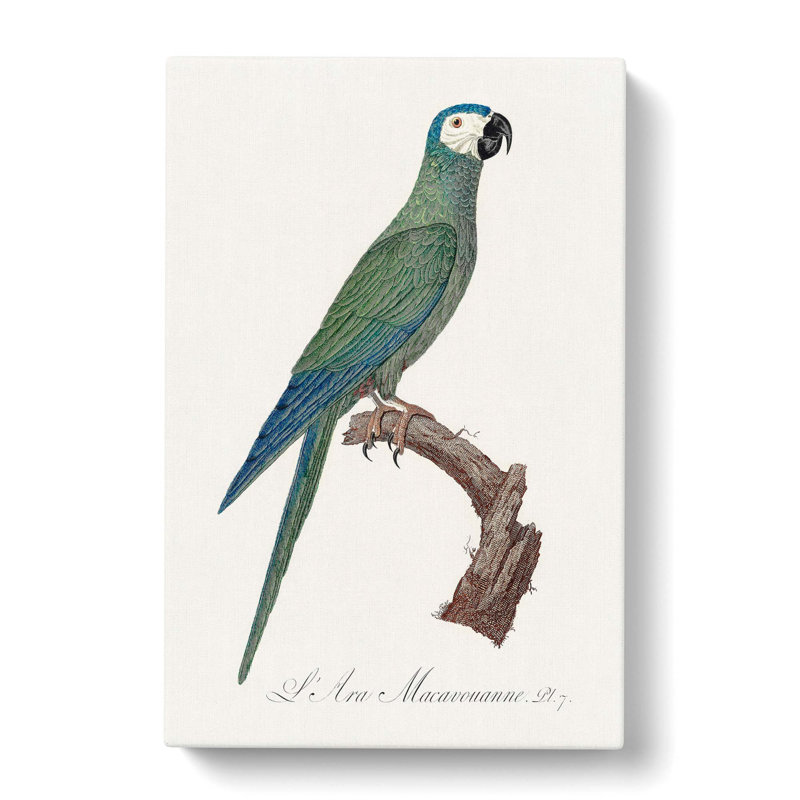 Macaw Parrot by F. Levaillant - Wrapped Canvas, 60cm H x 40cm W x 3cm D