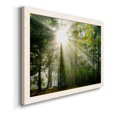 " Light and Trees II " Color Photography Print