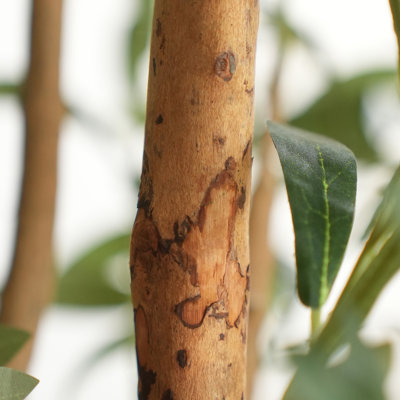 Ashwell Olive Plant in Pot