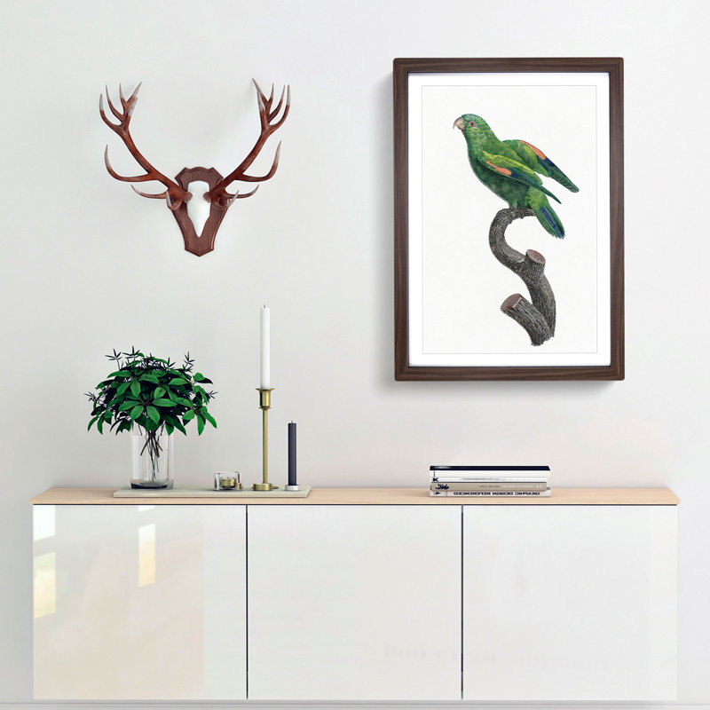 Marigold Lorikeet by F. Levaillant - Picture Frame Painting Print, 48cm H x 36cm W x 2cm D, Walnut Framed