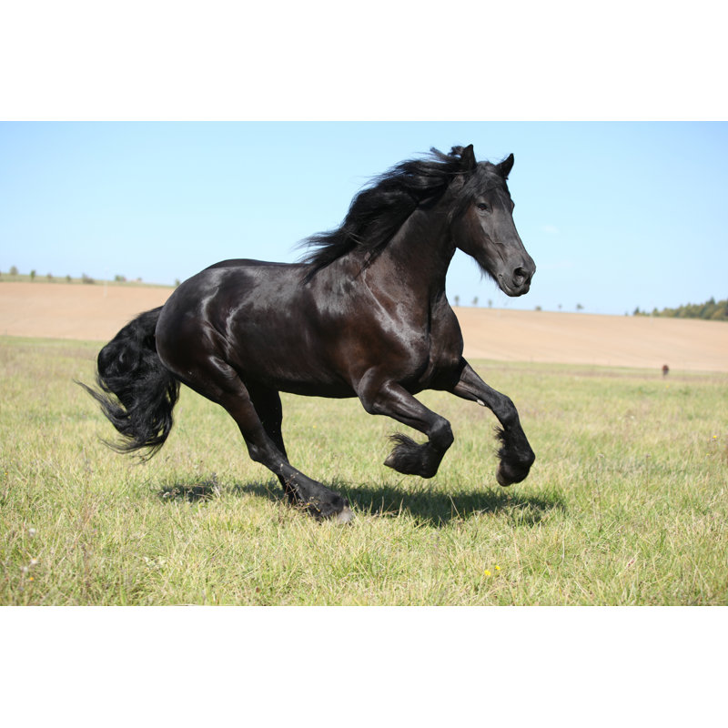 Nice Friesian Mare - Wrapped Canvas Print, 61cm H x 91cm W x 3.8cm D