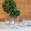 Topiaire buis ball plante