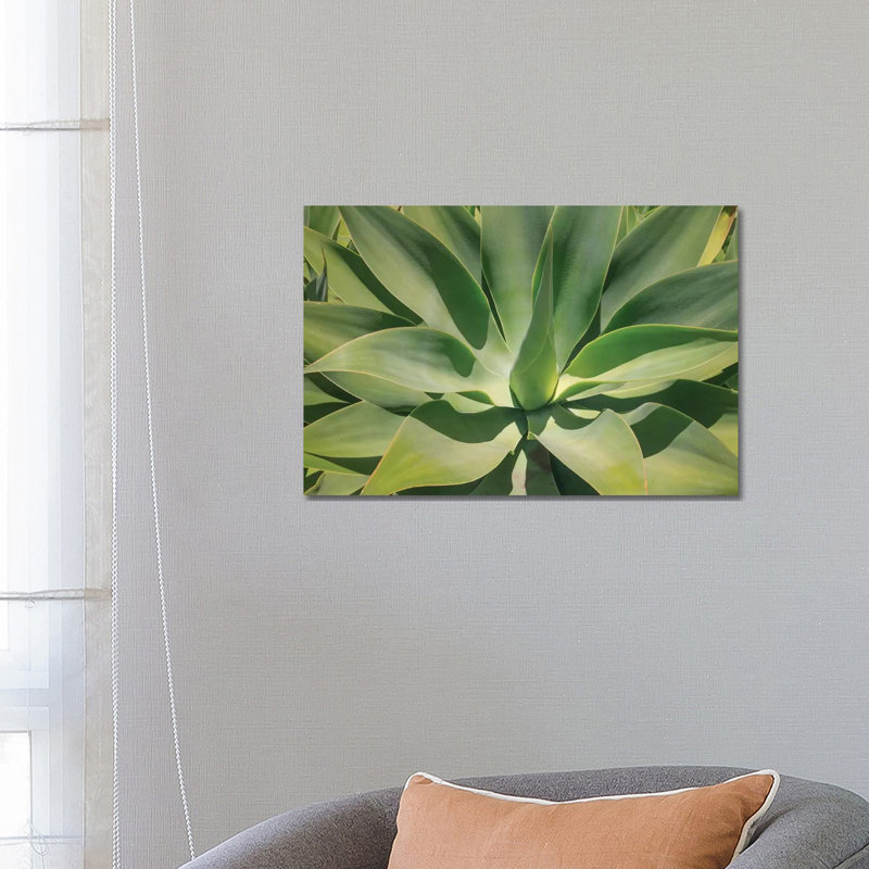 Agave Attenuata, Native to Mexico, Is Often Known As the Lions Tail, Swans Neck or Foxtail 1 Piece Wrapped Canvas Wall Art