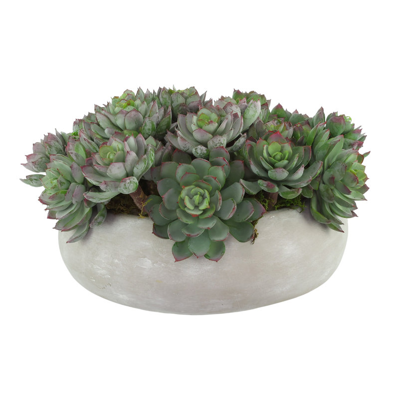 Succulents Arranged in a Ceramic Planter