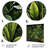 Rainforest Jungle Plants Landscape 3 - Jungle Metal Wall Art-759455773