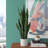 Artificial Sansevieria Snake Plant in Pot-1795791750
