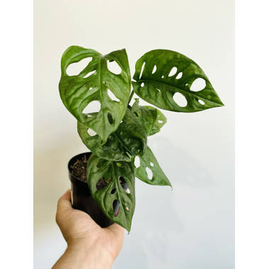 Arcadia Garden Products 4 in. Monstera Thai Constellation Plant