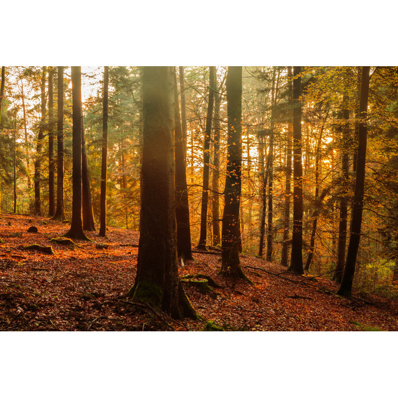 Black Forest - Wrapped Canvas Print, 30cm H x 46cm W x 3.8cm D