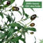 Olive artificielle en pot-1279566333-1279566332