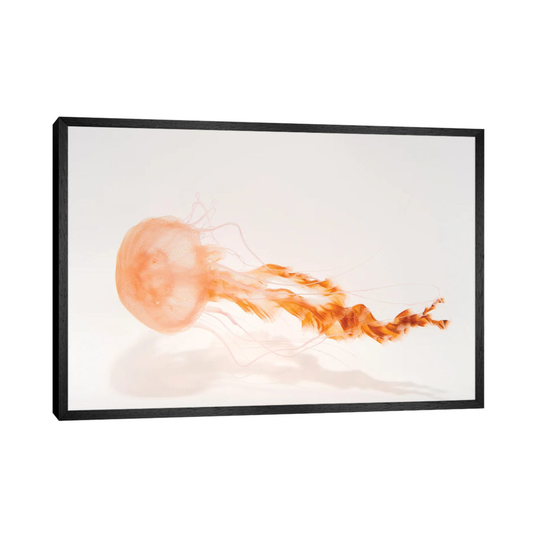 A Black Sea Nettle At The Monterey Bay Aquarium von Joel Sartore - Gallery-Wrapped Canvas Giclée