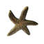 Paquet de boutons de fantaisie 1,57 "Starfish-66710158