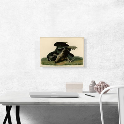 " Black Vulture Carrion Crow " by James Audubon