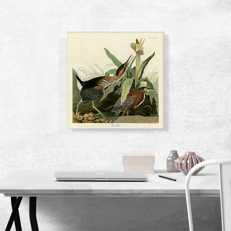 «Green Heron» par James Audubon, reproduction d'art sur toile tendue, H 18 po x l 18 po x P 0,75 po
